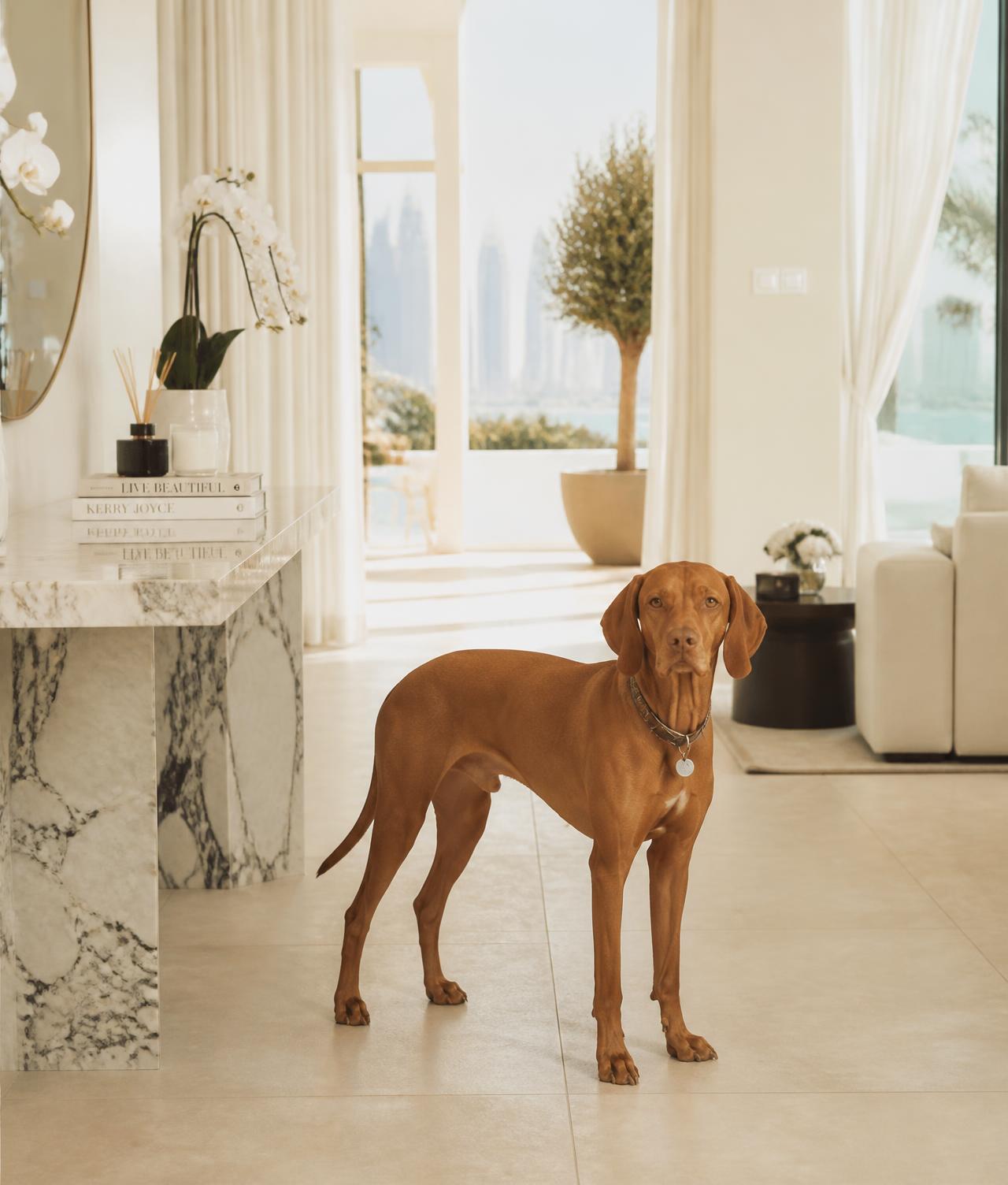A vizsla standing on cream limestone tile flooring in a sunlit Dubai villa